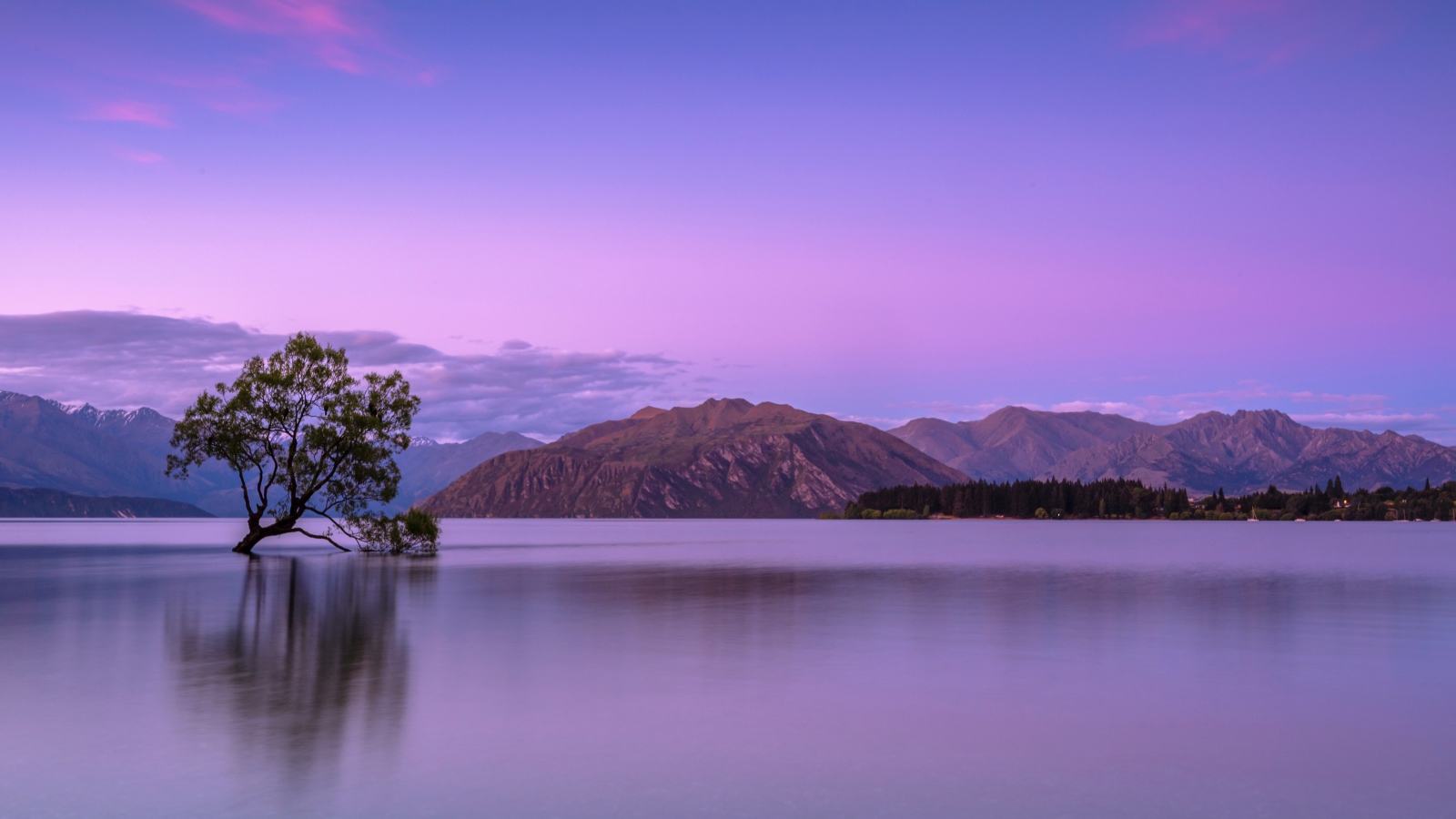 Одинокое дерево в воде на фоне гор на закате