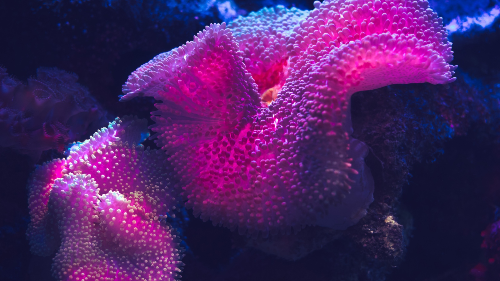 Pink coral underwater  