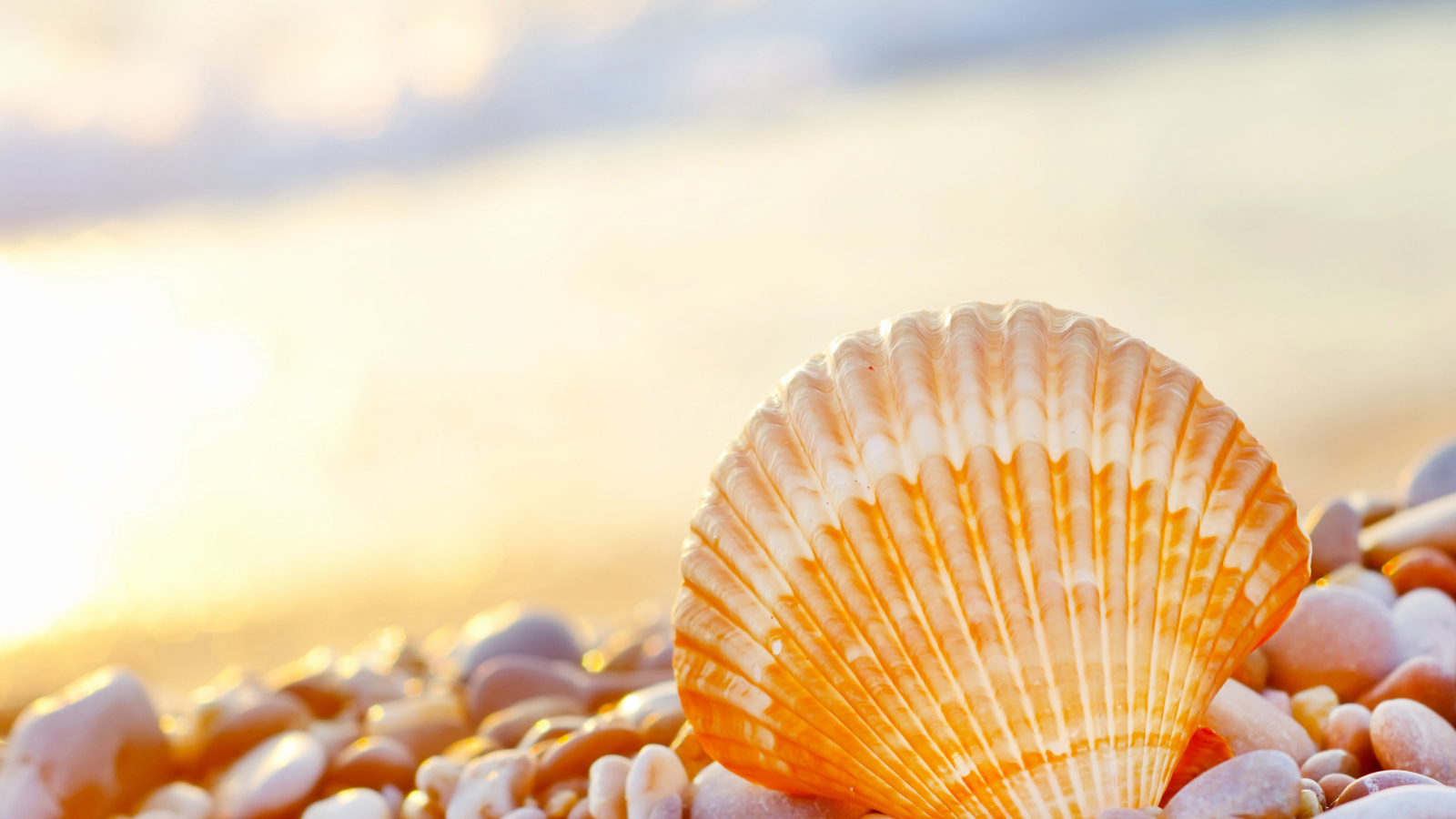 Ракушка на морской гальке на берегу моря 