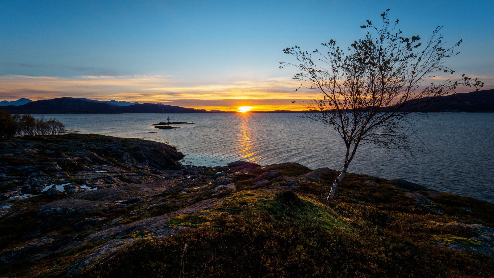 Тонкая береза ​​на скалистом берегу моря на закате под голубым небом