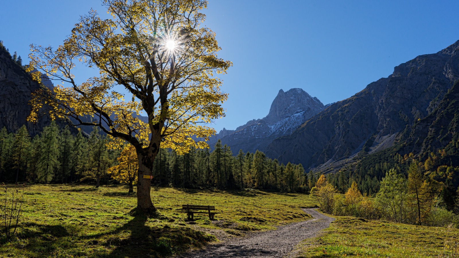 Дерево с зелеными листьями в лучах солнца на фоне гор