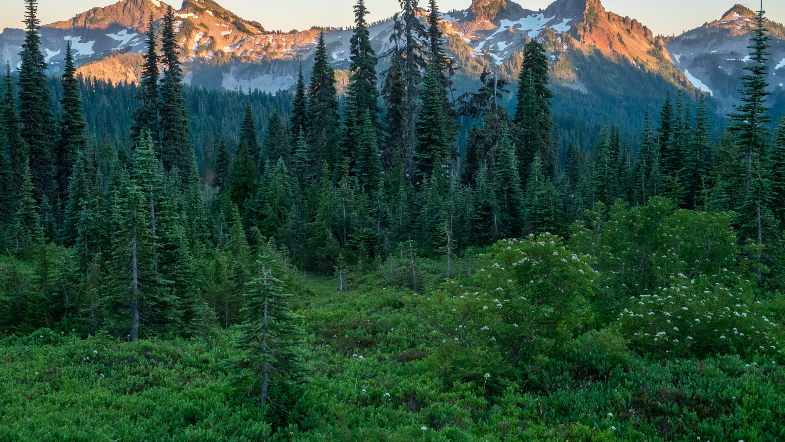 Вид на зеленый хвойный лес и верхушки гор в лучах восходяшего солнца