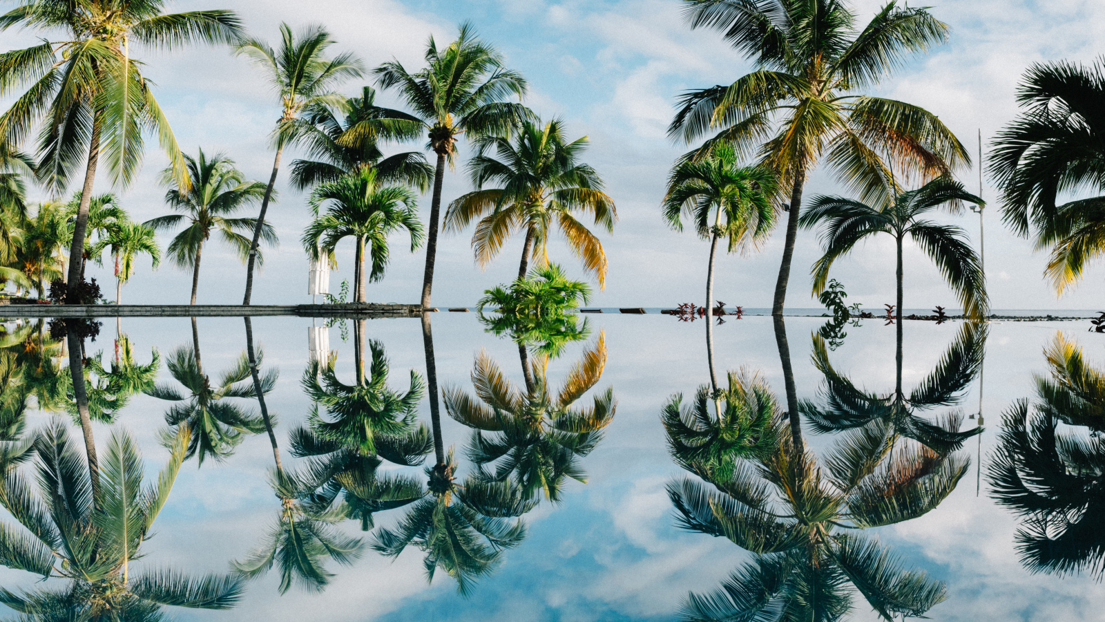 Зеленые пальмы отражаются в воде на пляже 