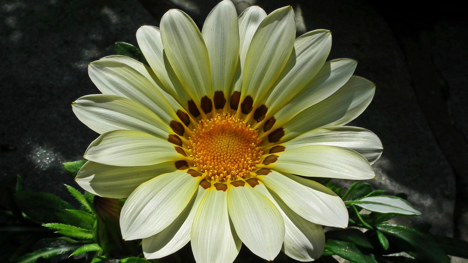 Красивый большой цветок газания крупным планом