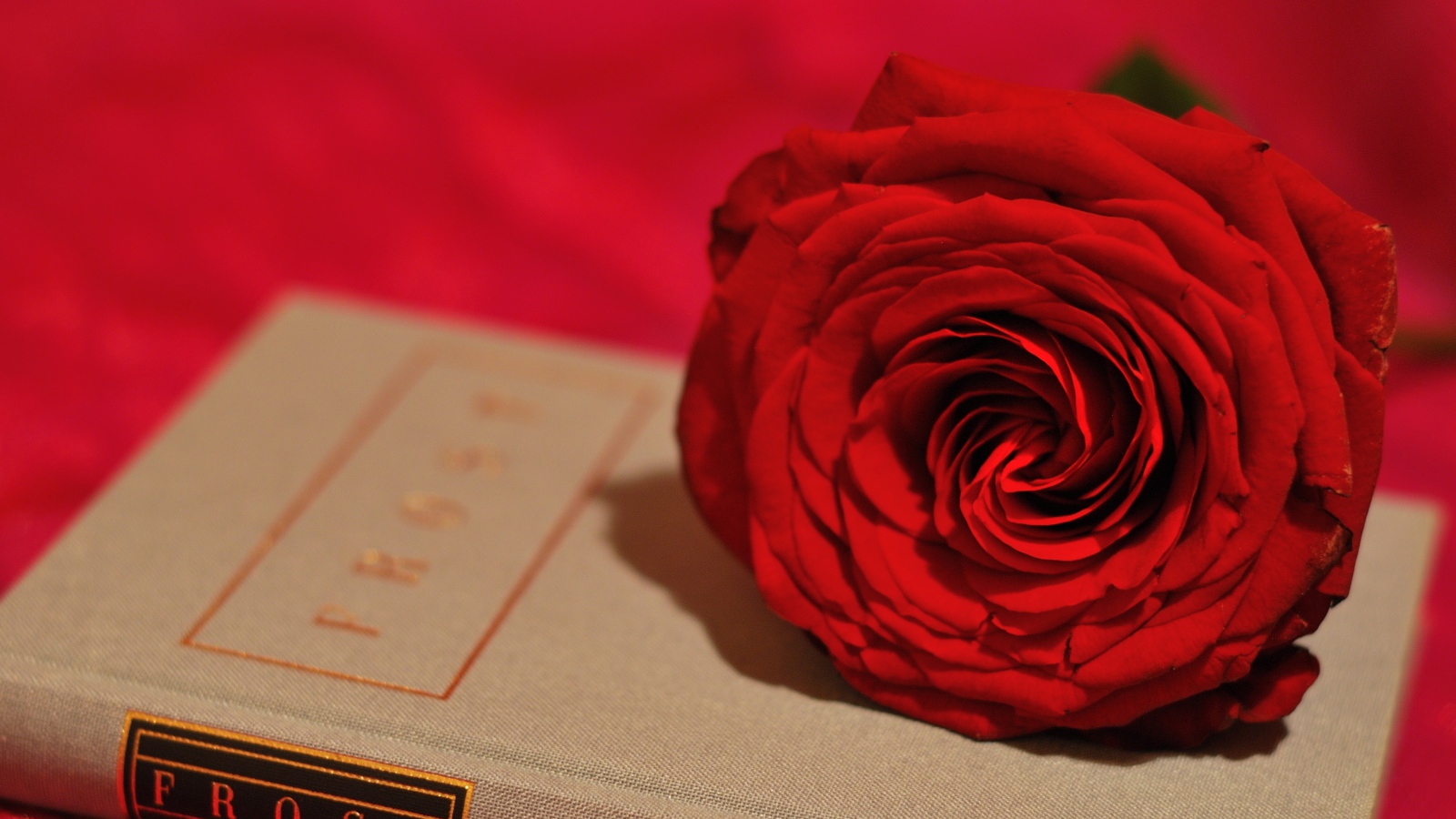 Большая красивая красная роза лежит на книге