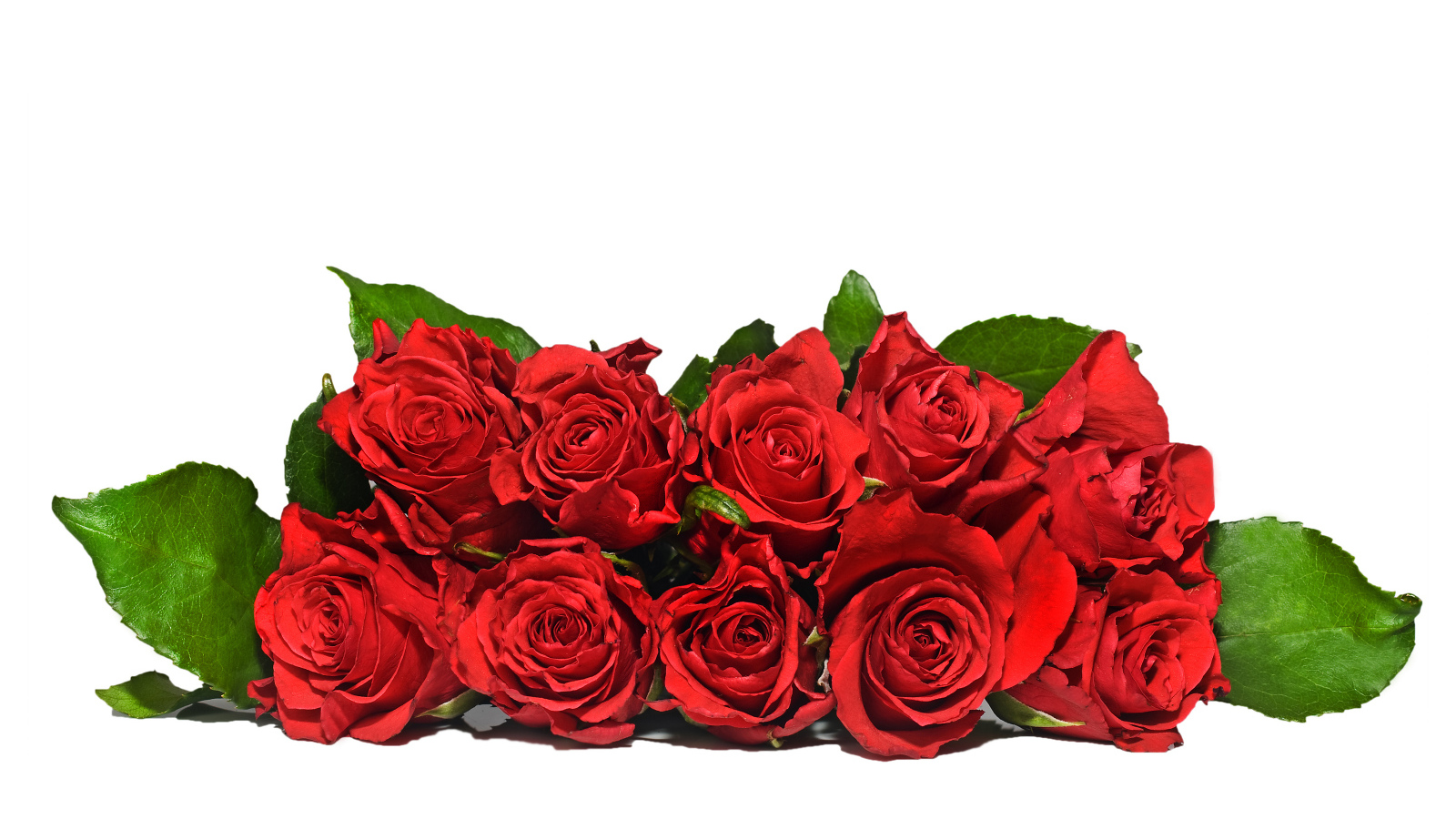 Букет красных роз с зелеными листьями на белом фоне 