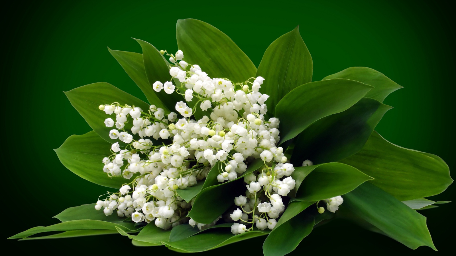 Букет белых ландышей на зеленом фоне