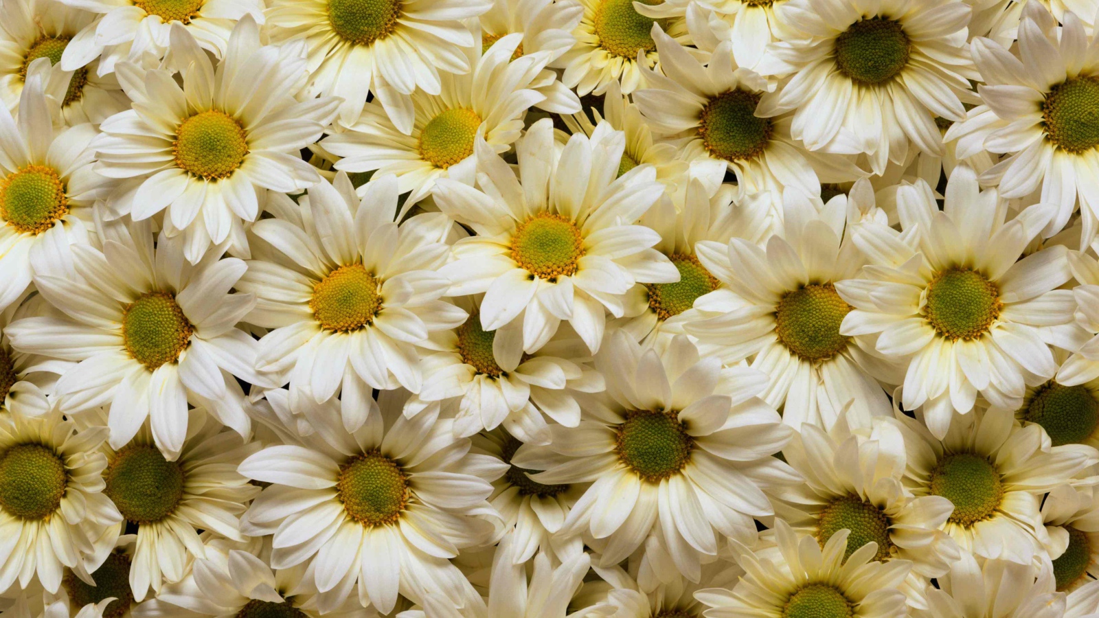A lot of white chrysanthemums with yellow centers