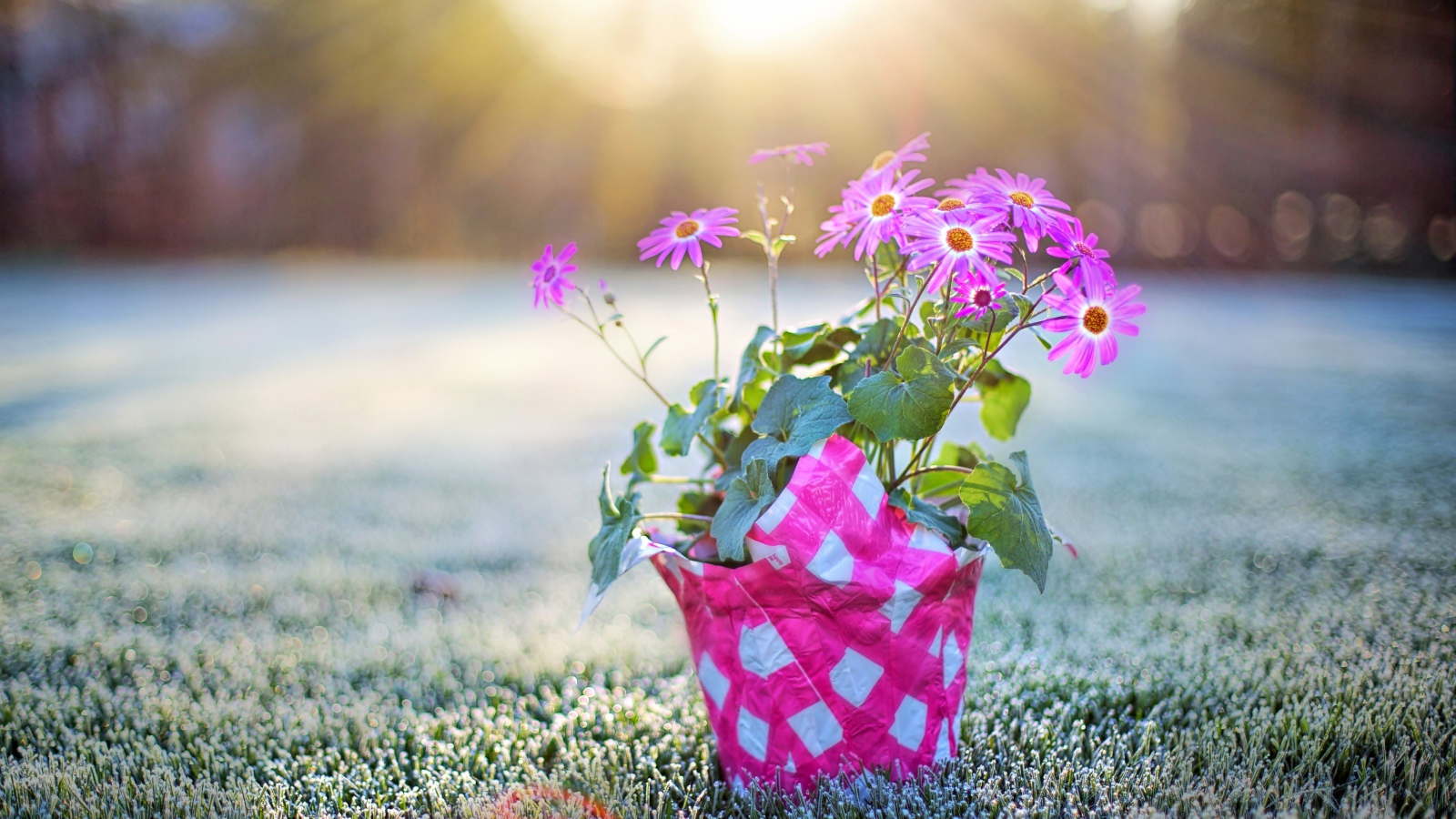 Горшок с розовыми цветами стоит на покрытой инеем траве на рассвете