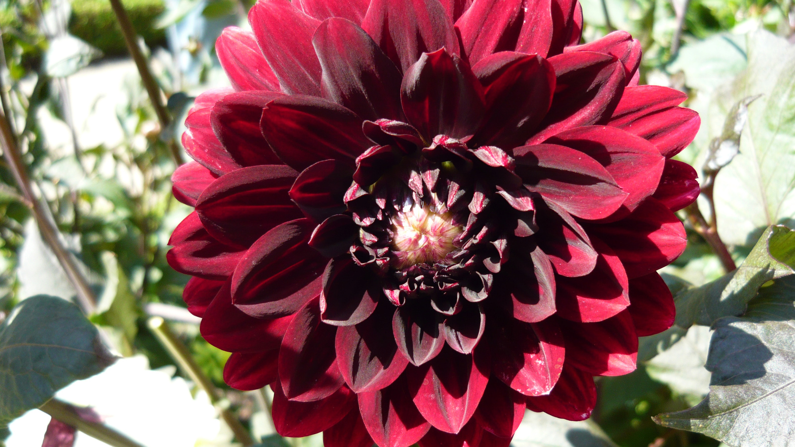 Красивая бордовый цветок георгина крупным планом