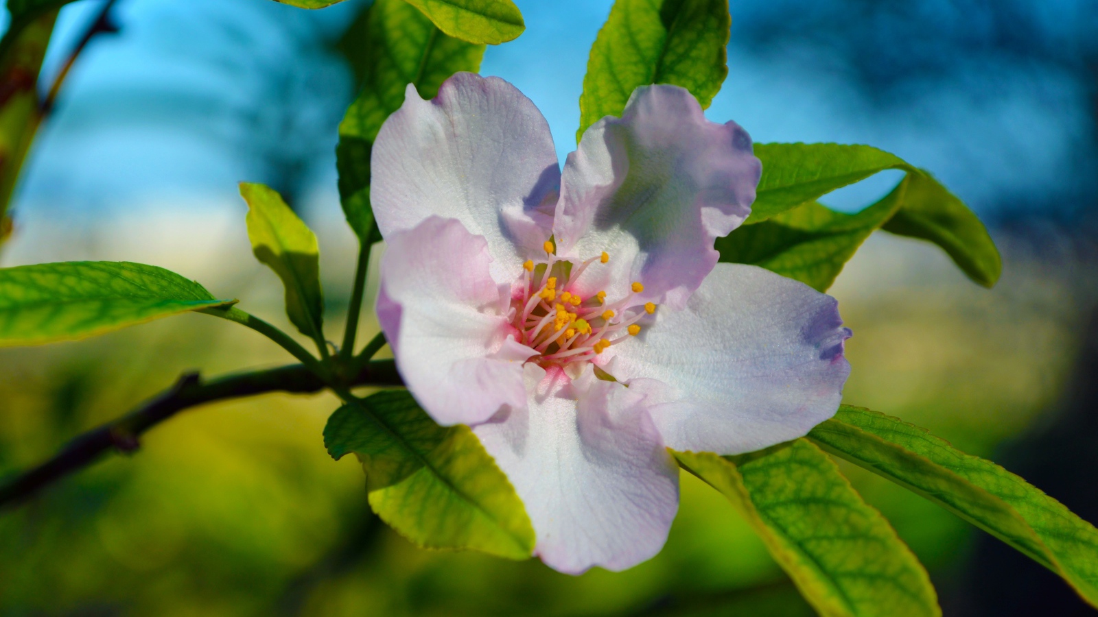 Красивый нежный цветок яблони с зелеными листьями