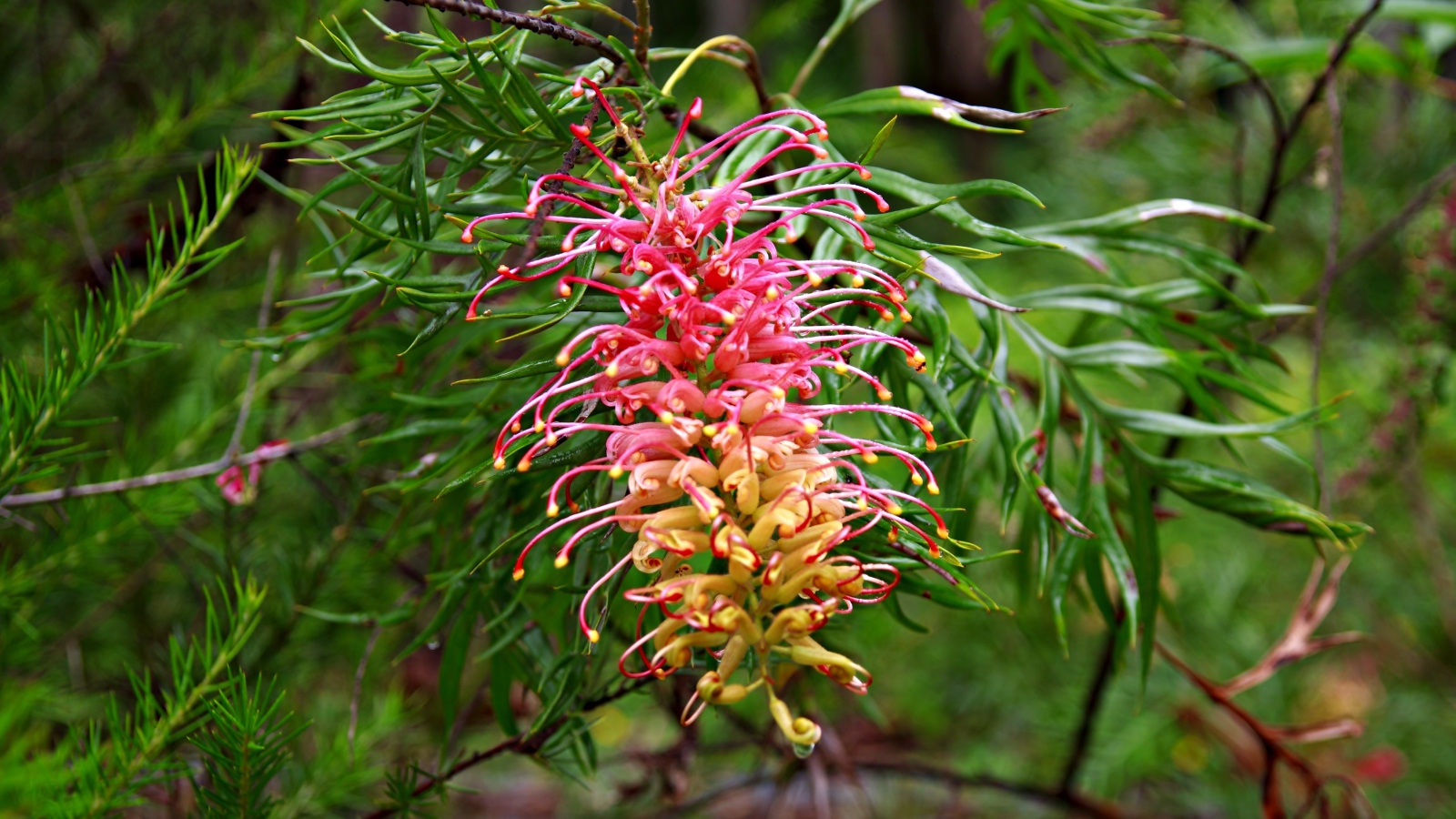 Красивый экзотический цветок Гревиллея