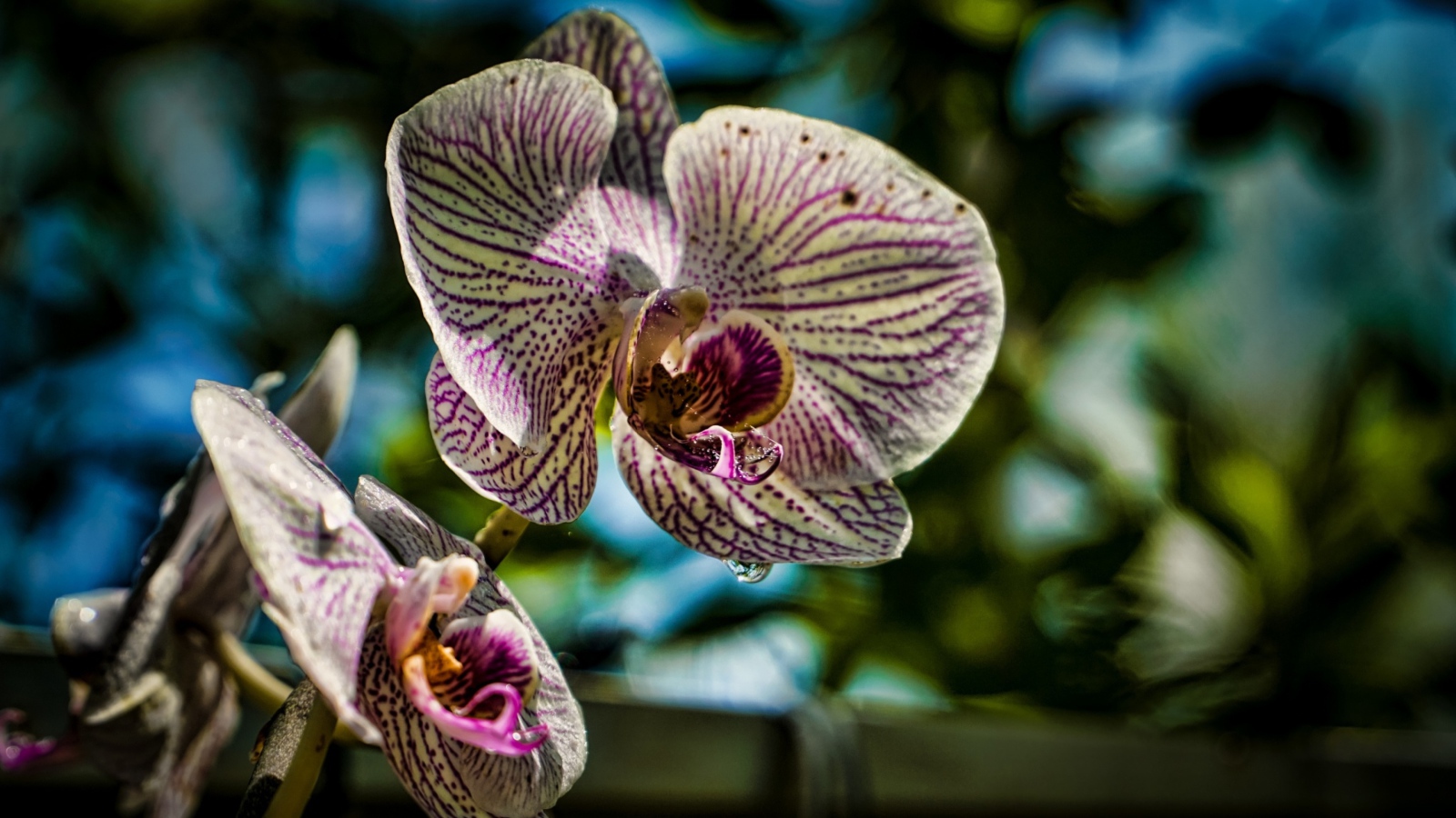 Красивые цветы экзотической орхидеи 