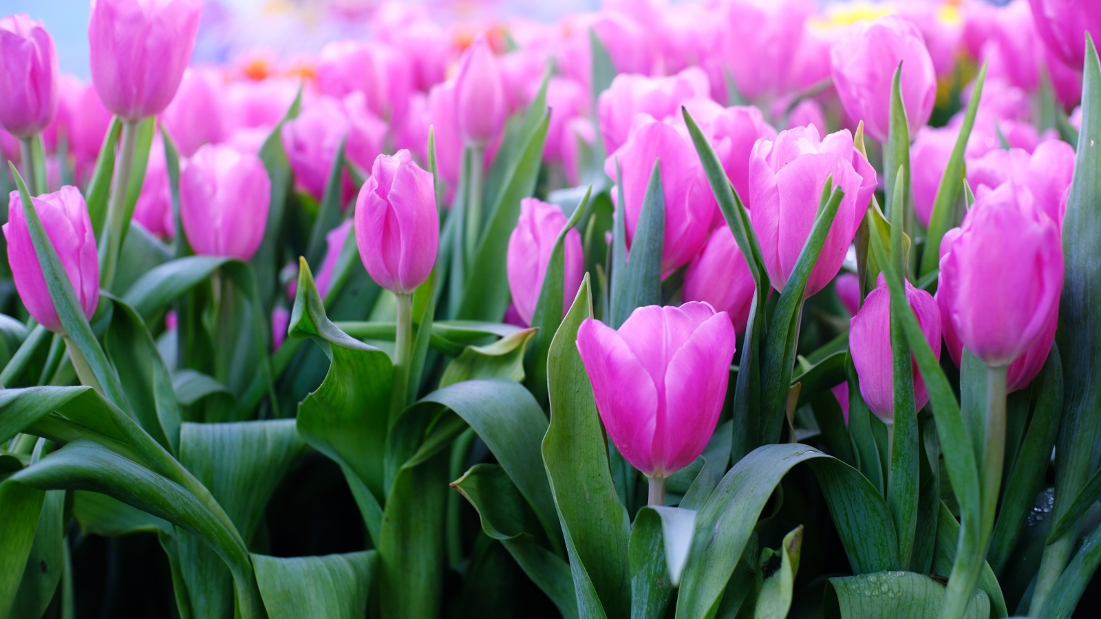 Красивые нежные сиреневые тюльпаны 