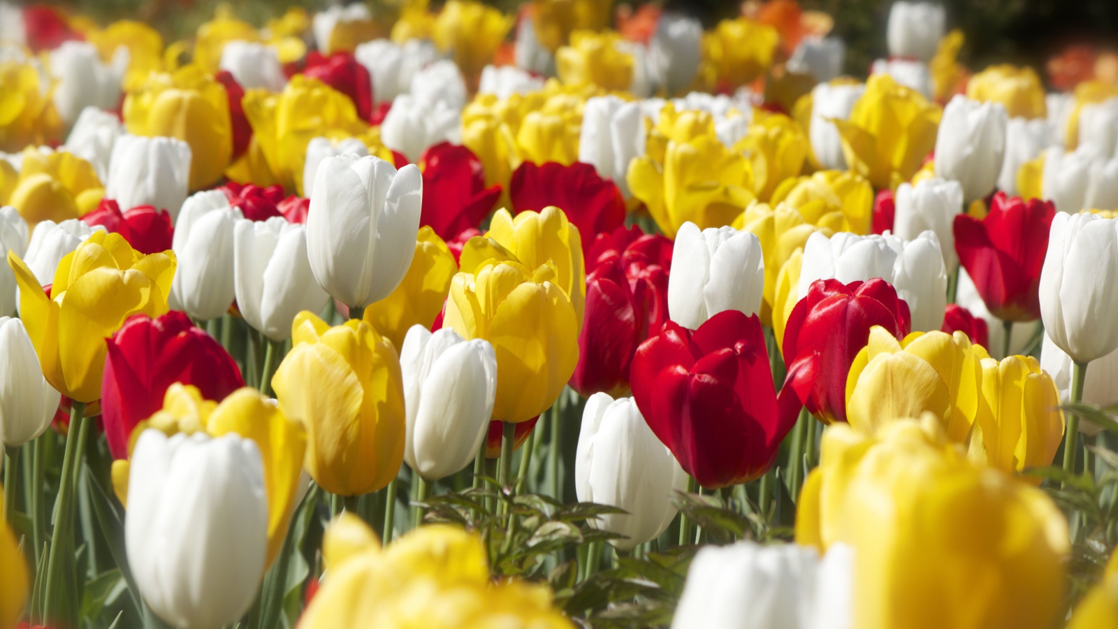 Красивые разноцветные тюльпаны под солнцем