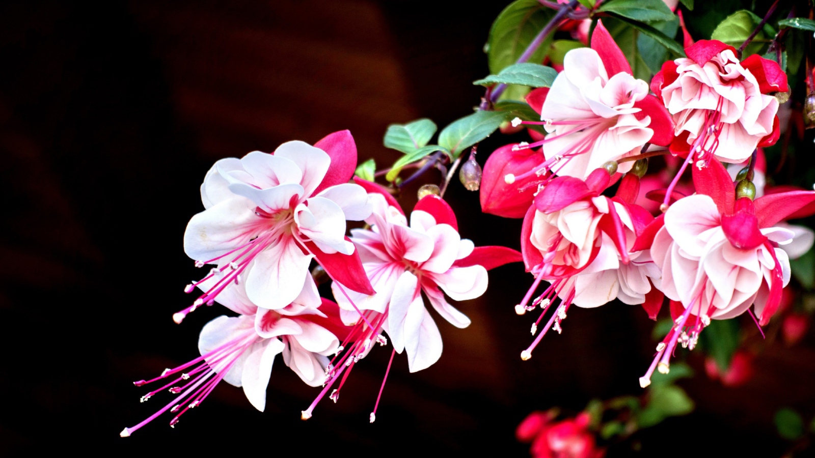 Красивые розово-белые цветы фуксия