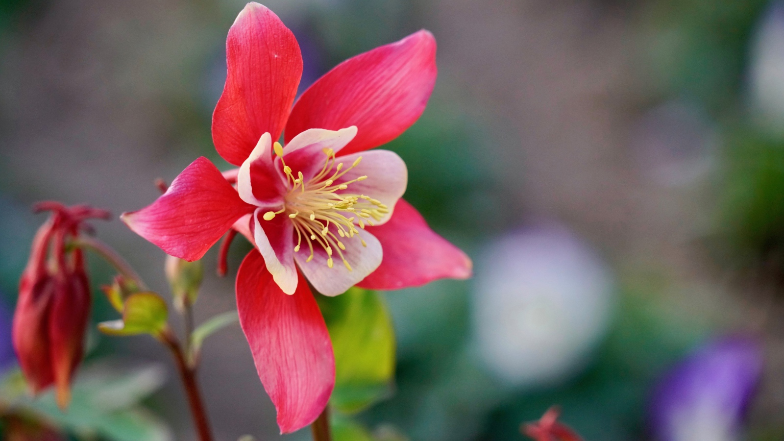 Красивый розовый цветок водосбор крупным планом