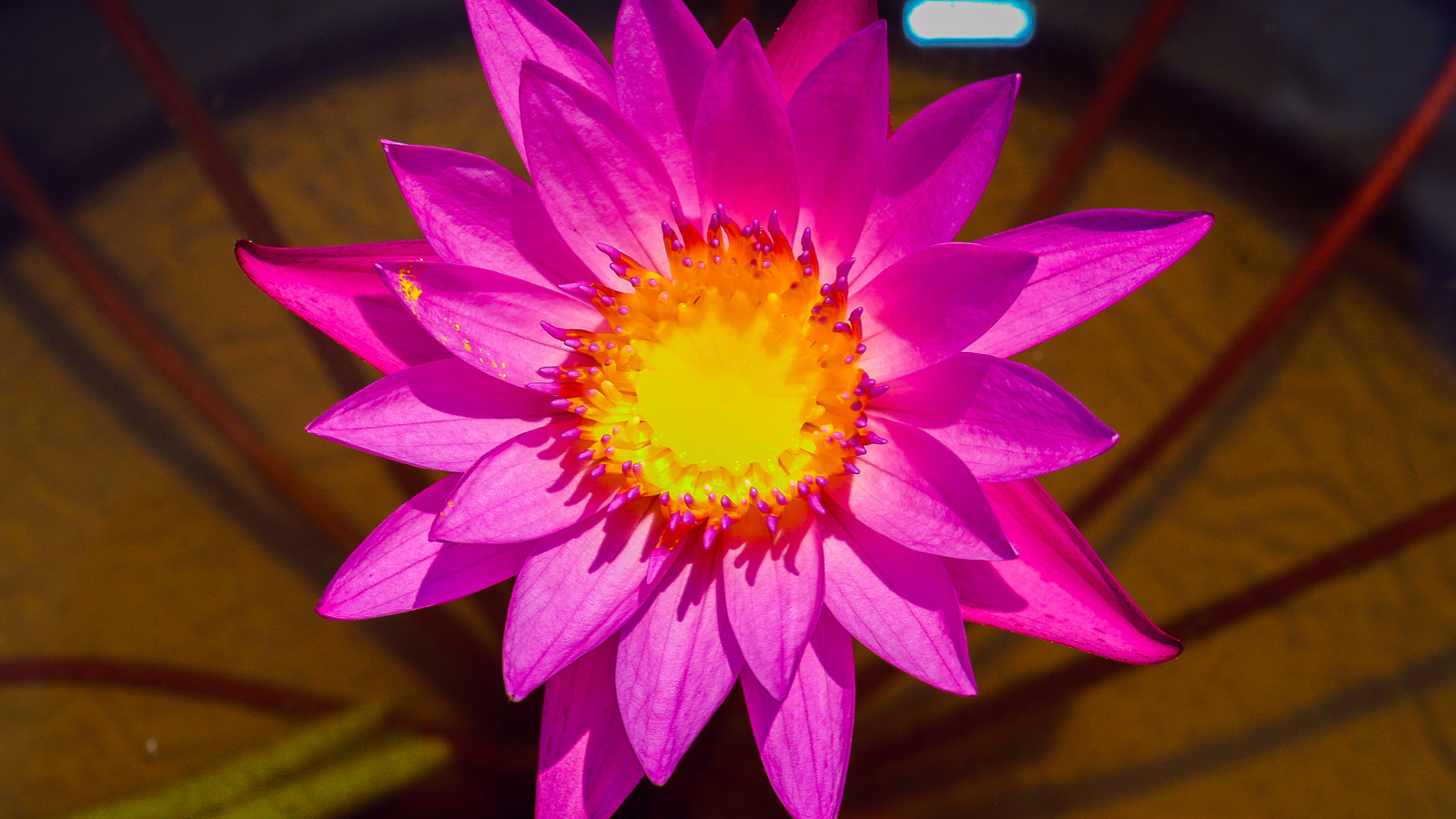 Красивый розовый цветок лотоса крупным планом