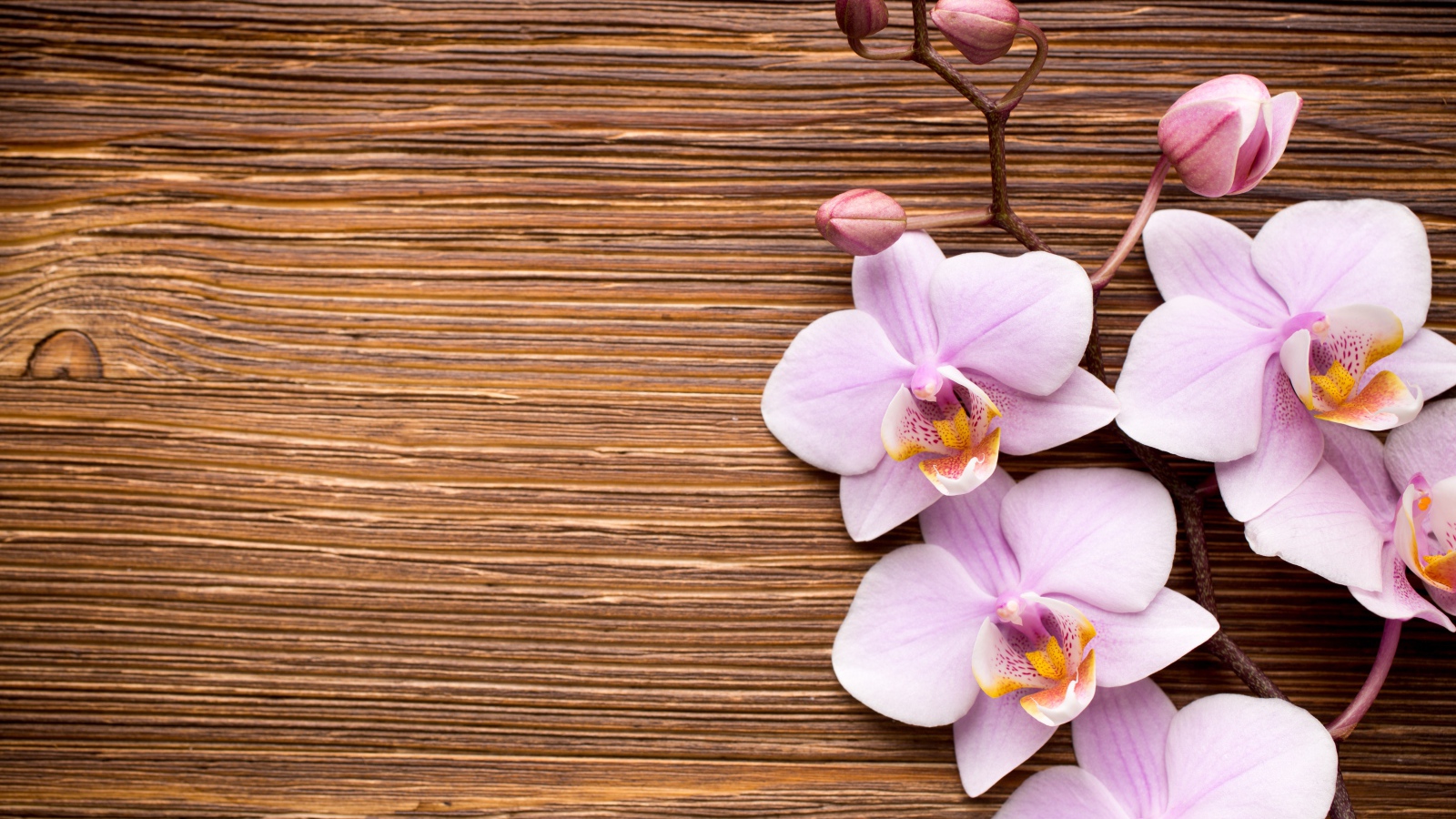 Красивые розовые орхидеи на деревянном фоне