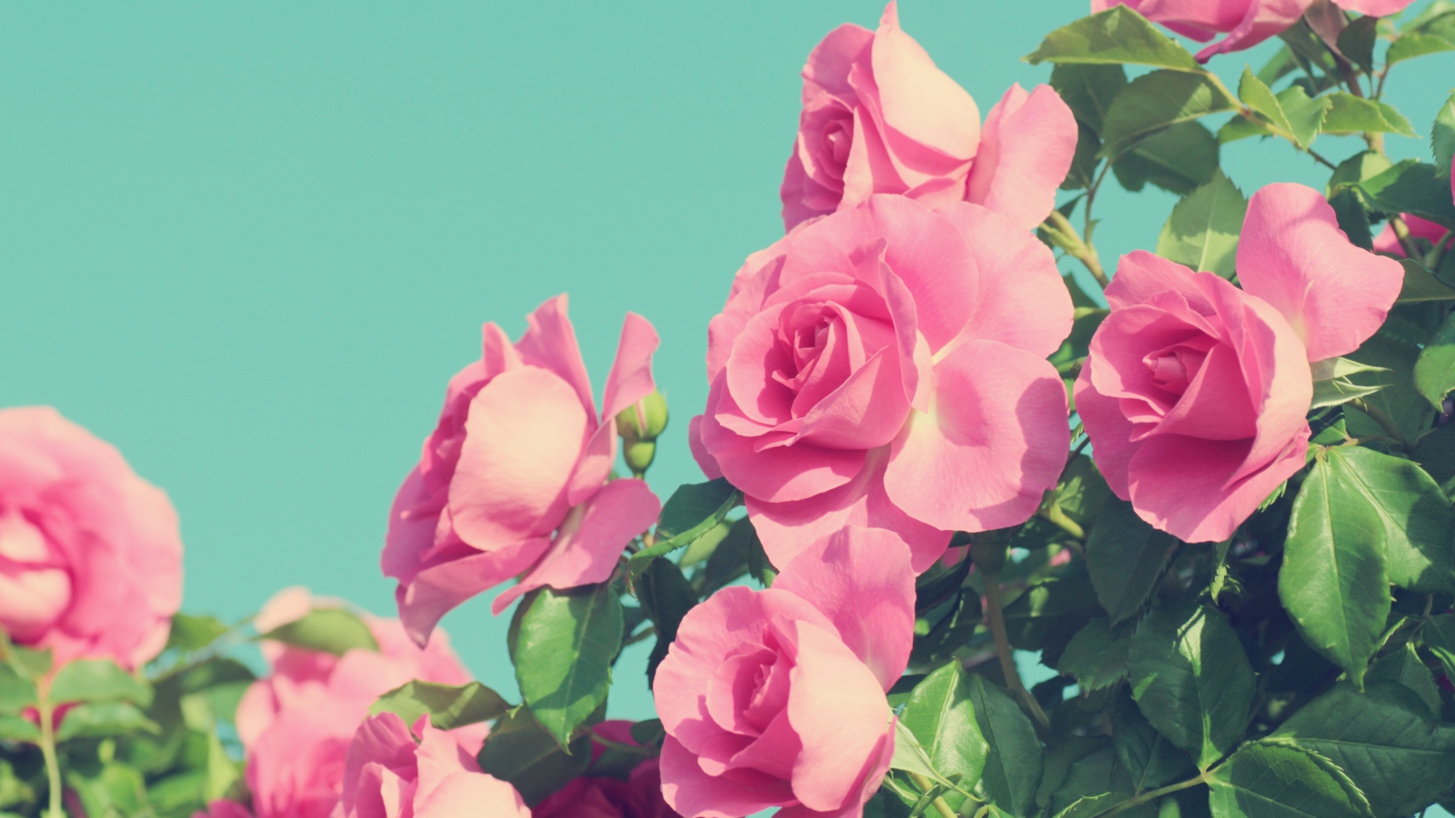 Красивые розовые розы на голубом фоне