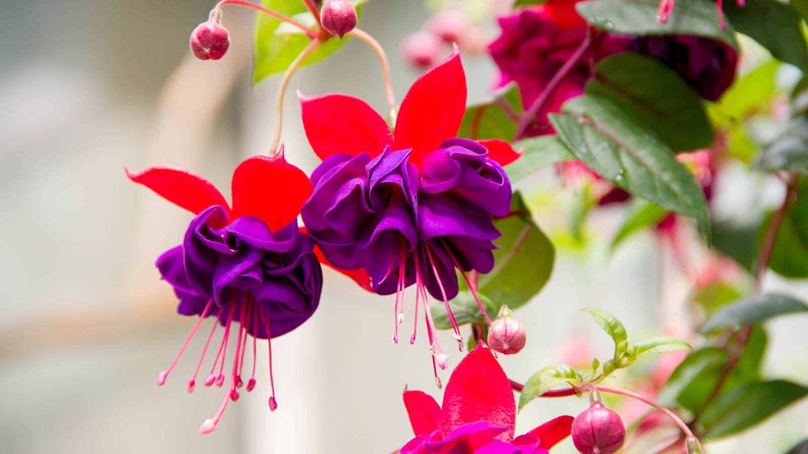 Красивые фиолетовые цветы фуксии