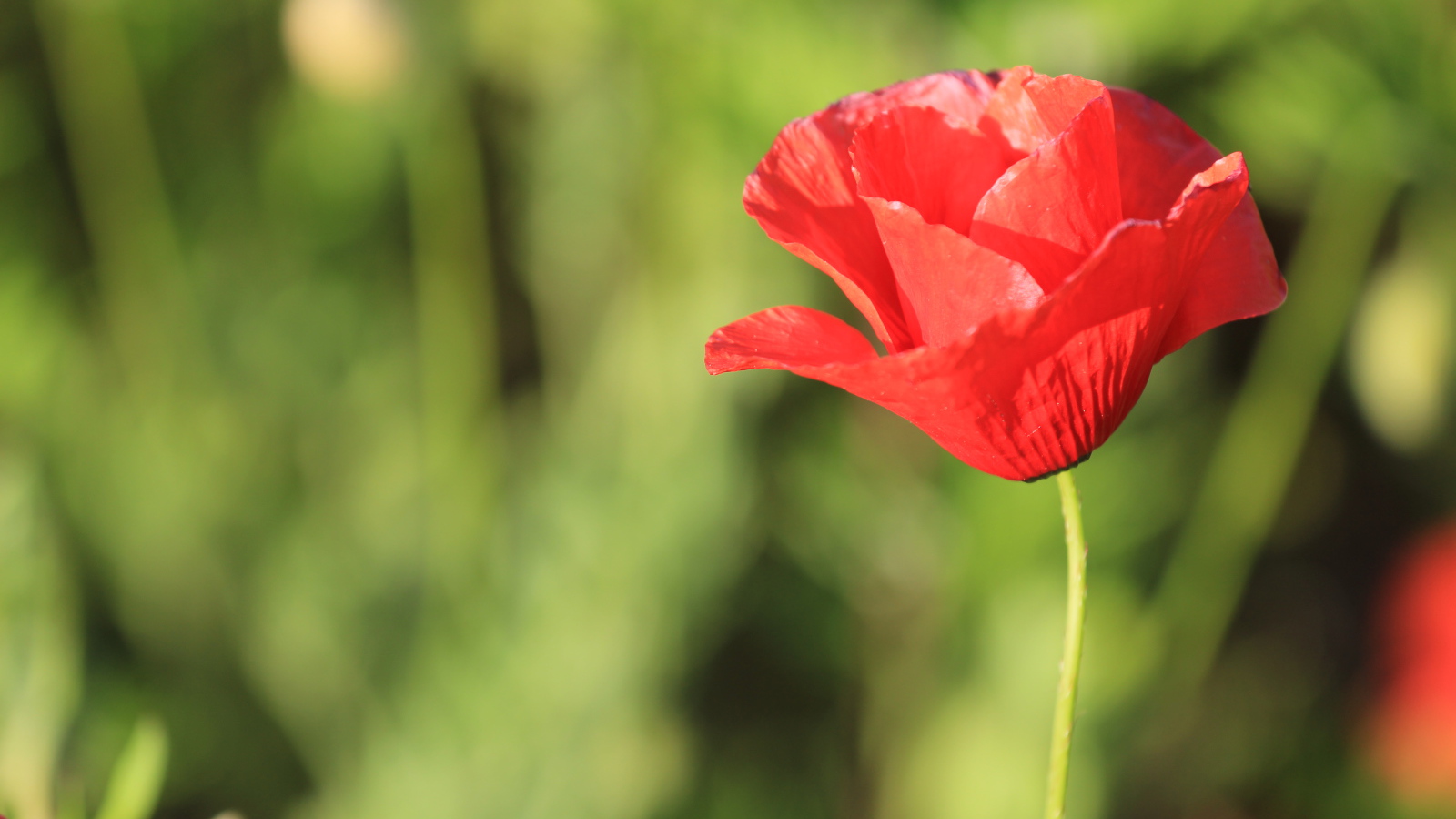 Красивый красный полевой мак крупным планом 