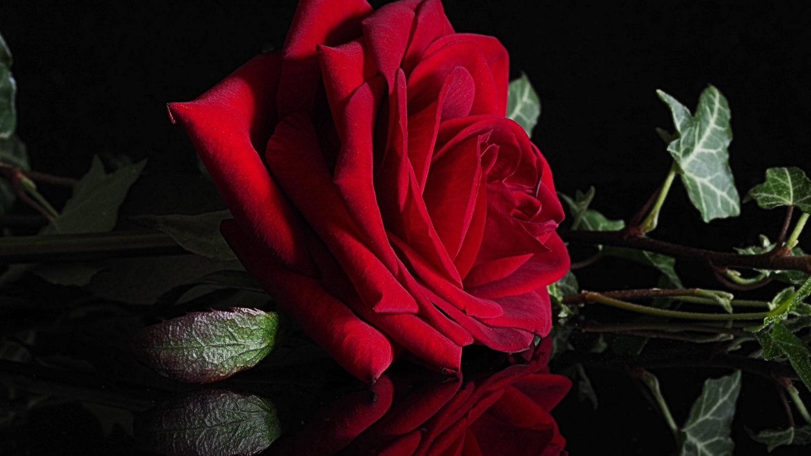 Красивая красная роза отражается в черной поверхности 
