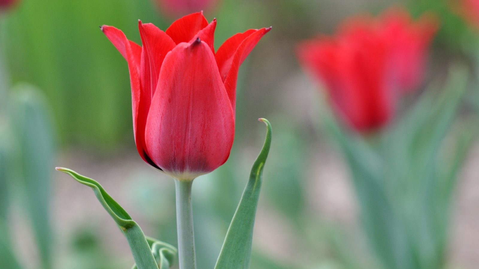 Красивый красный тюльпан крупным планом 