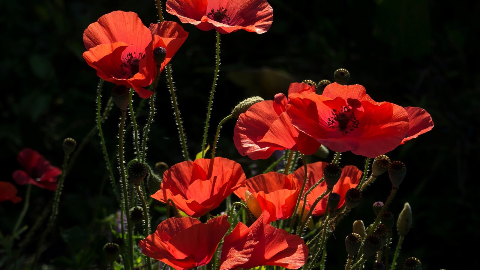 Красивые солнечные красные маки