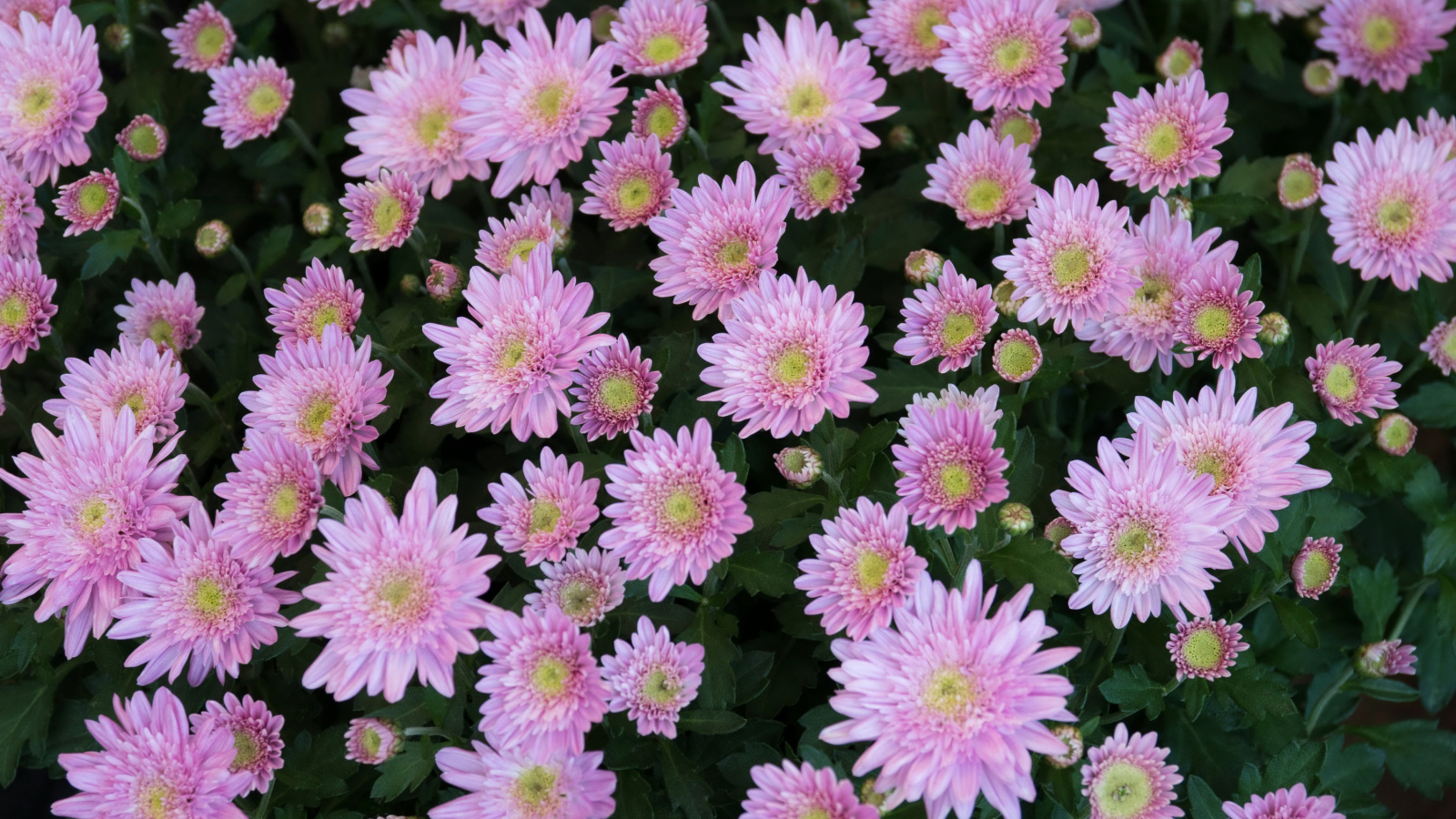 Beautiful tender pink garden chrysanthemum flowers