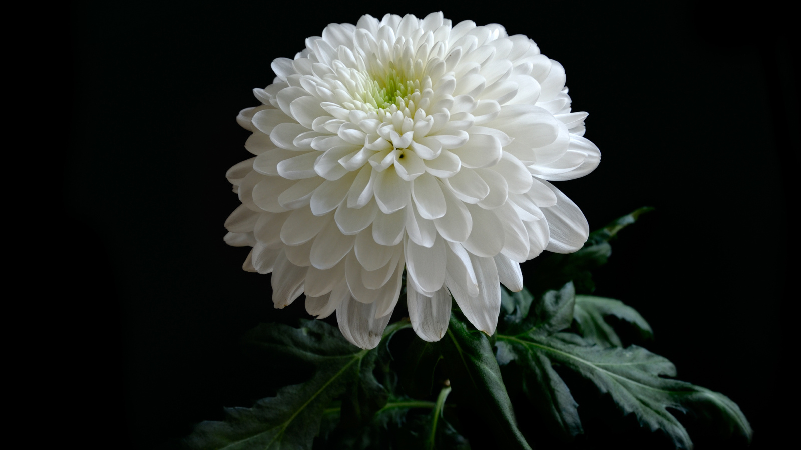 Красивая нежная белая хризантема на черном фоне