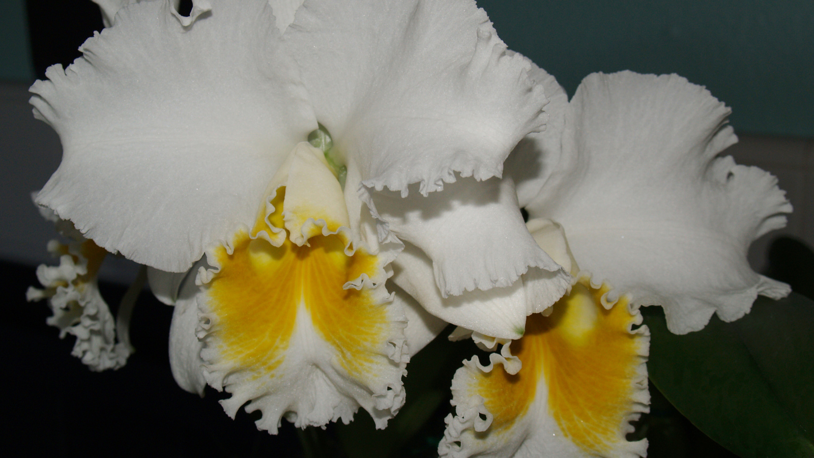 Красивые белые с желтым орхидеи 