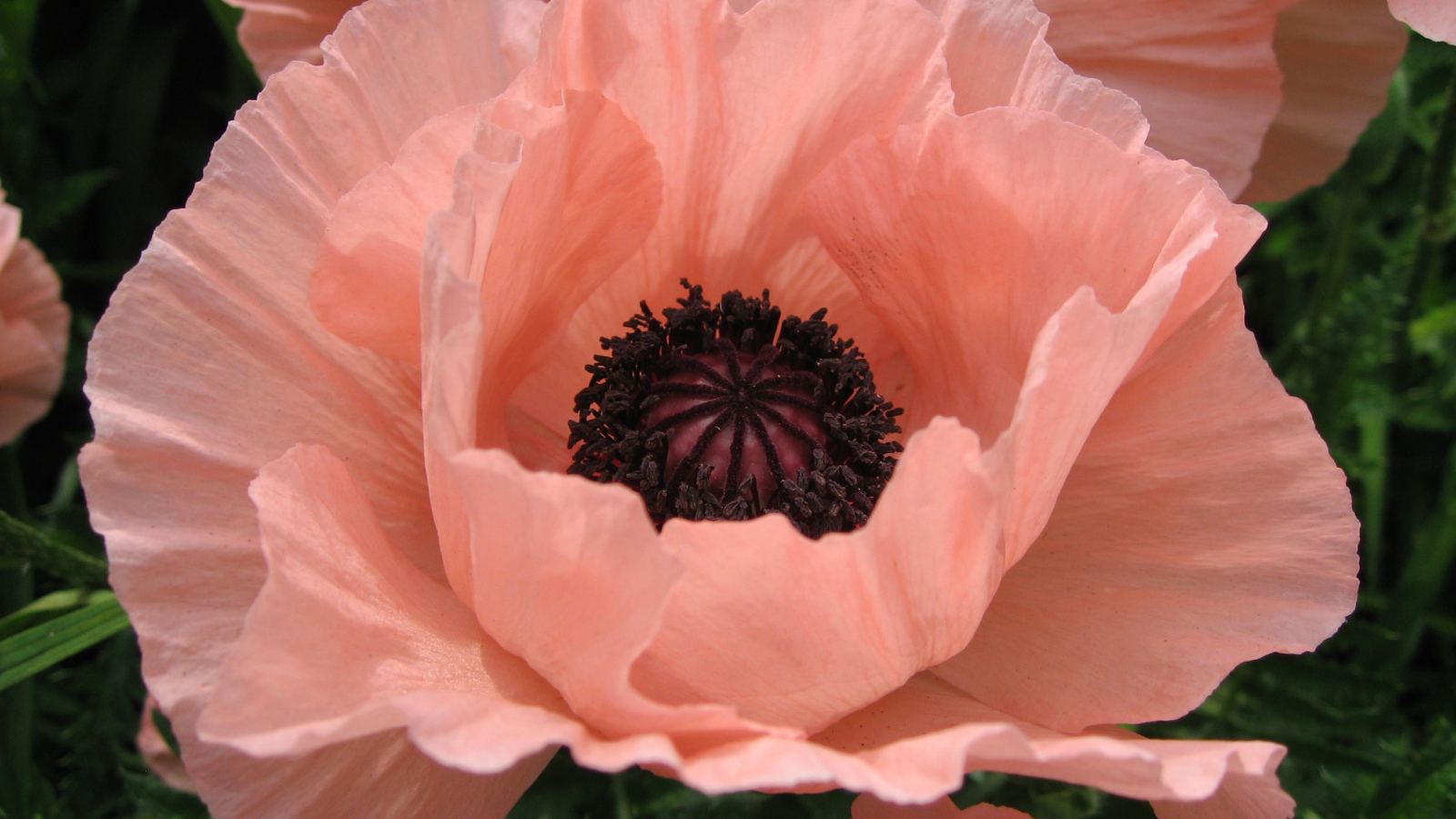 Большой розовый цветок мака крупным планом 