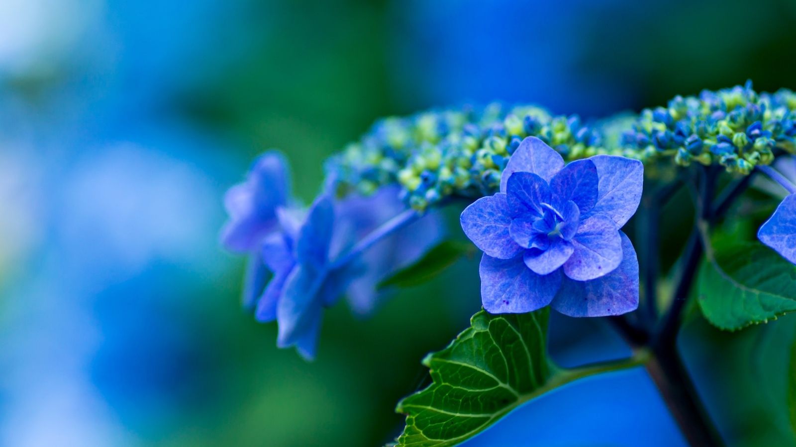 Распустившийся синий цветок гортензии