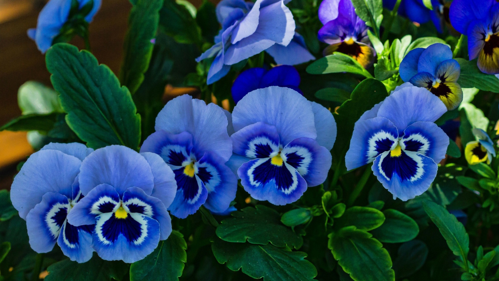 Голубые красивые цветы анютины глазки