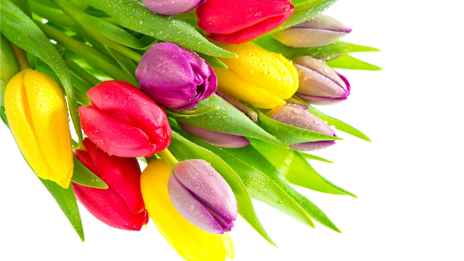 Букет красивых разноцветных тюльпанов на белом фоне