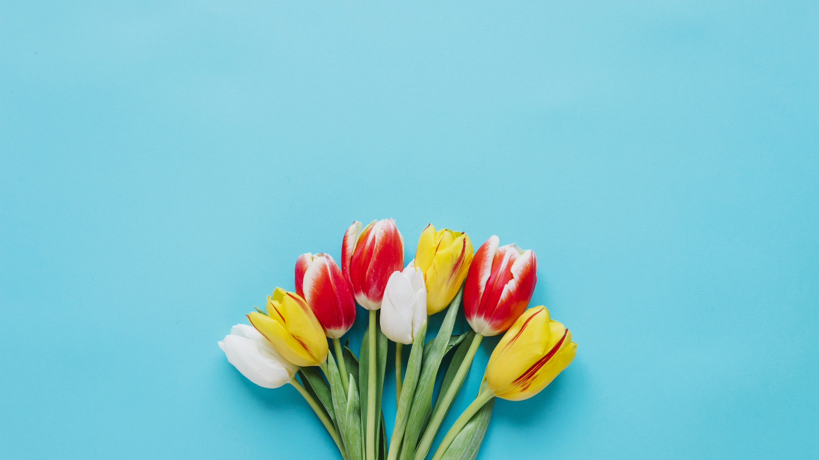 Букет разноцветных тюльпанов на голубом фоне