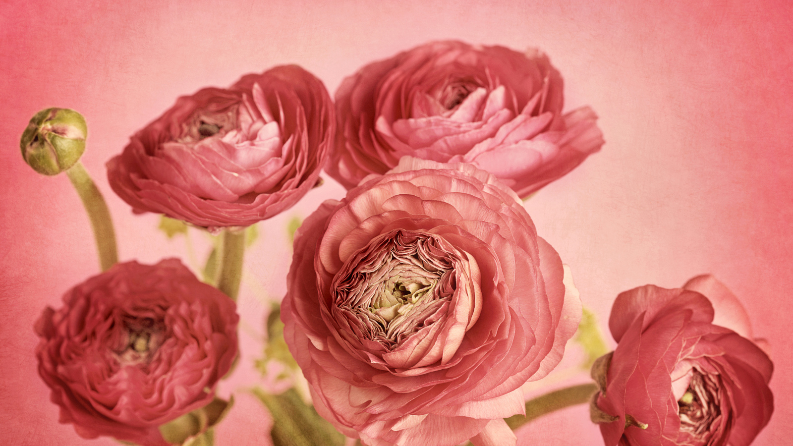 Букет розовых лютиков на розовом фоне