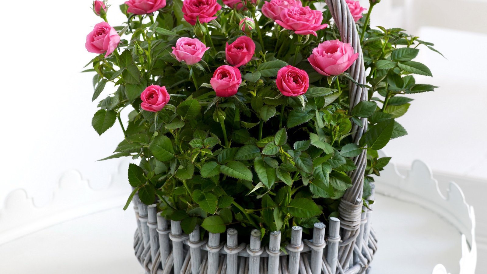 Букет розовых роз в серой корзине на белом фоне