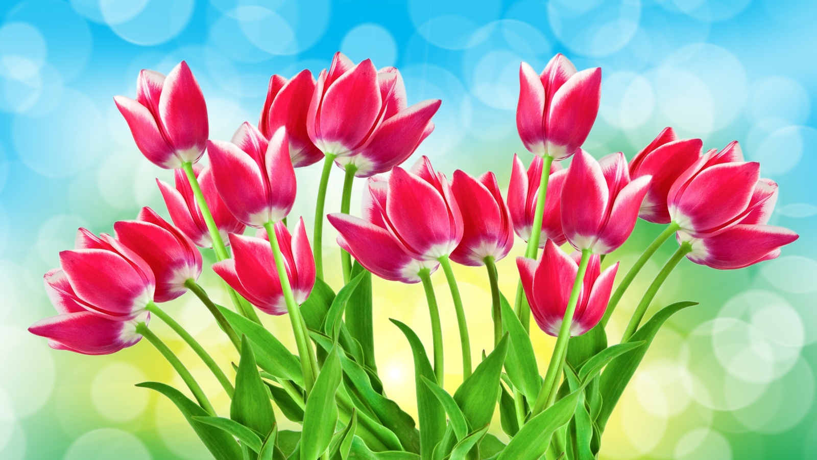 Букет розовых тюльпанов на голубом фоне