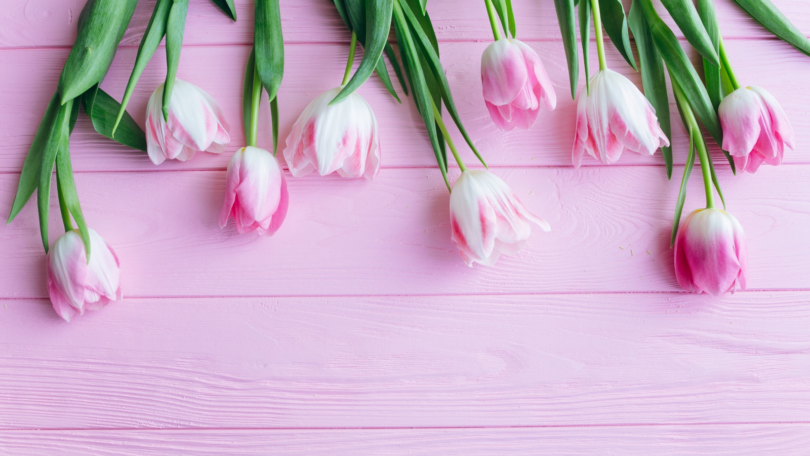 Букет розовых тюльпанов на розовом фоне