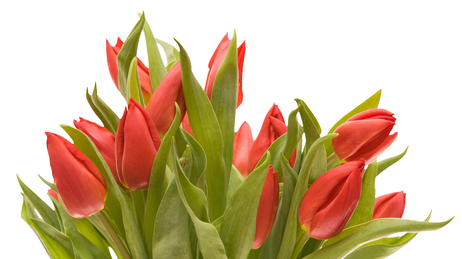 Букет красных тюльпанов на белом фоне