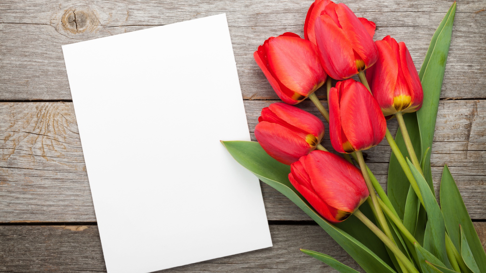 Букет красных тюльпанов с белым листом, шаблон для открытки