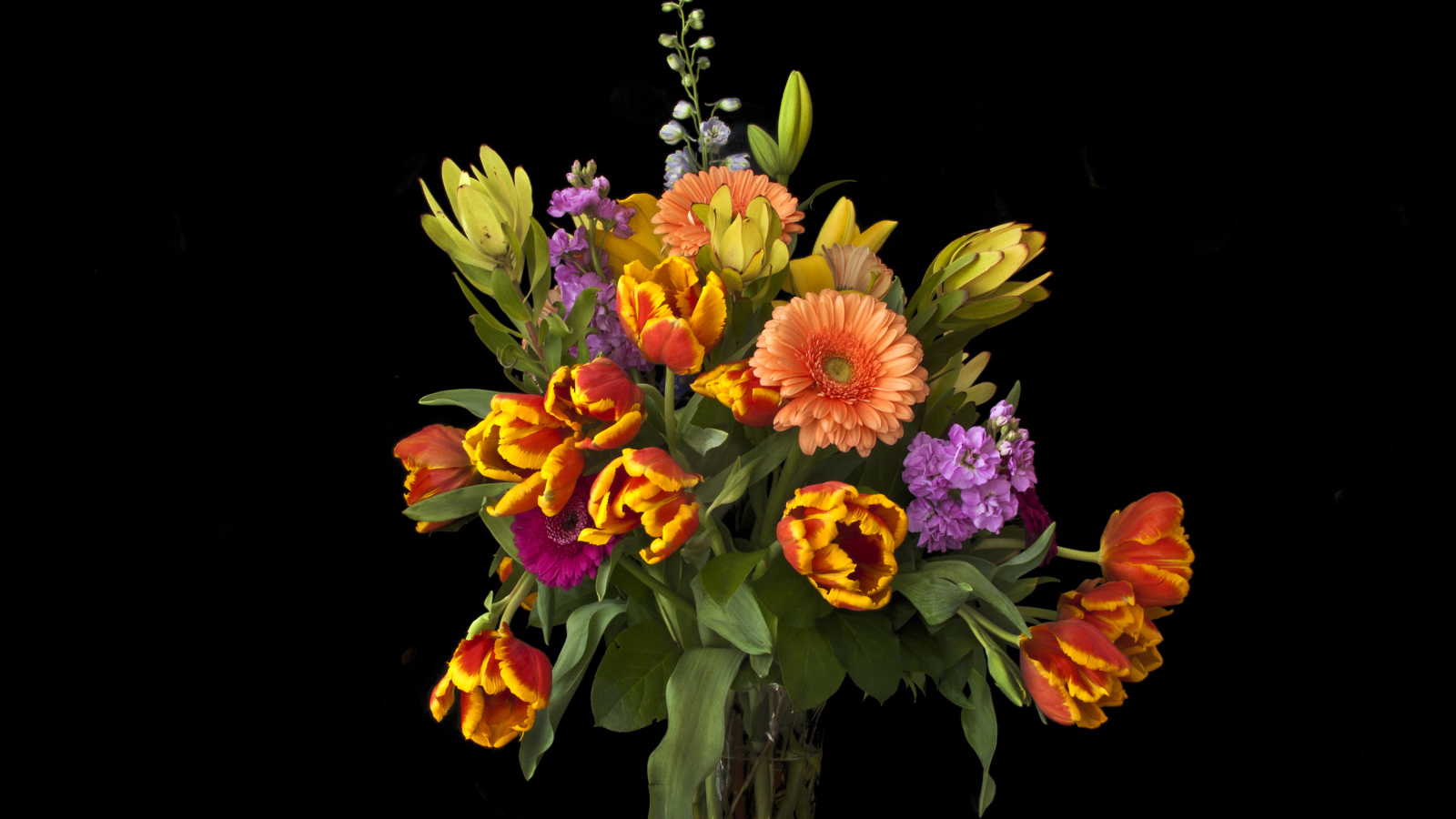Букет тюльпанов с цветами герберы на черном фоне