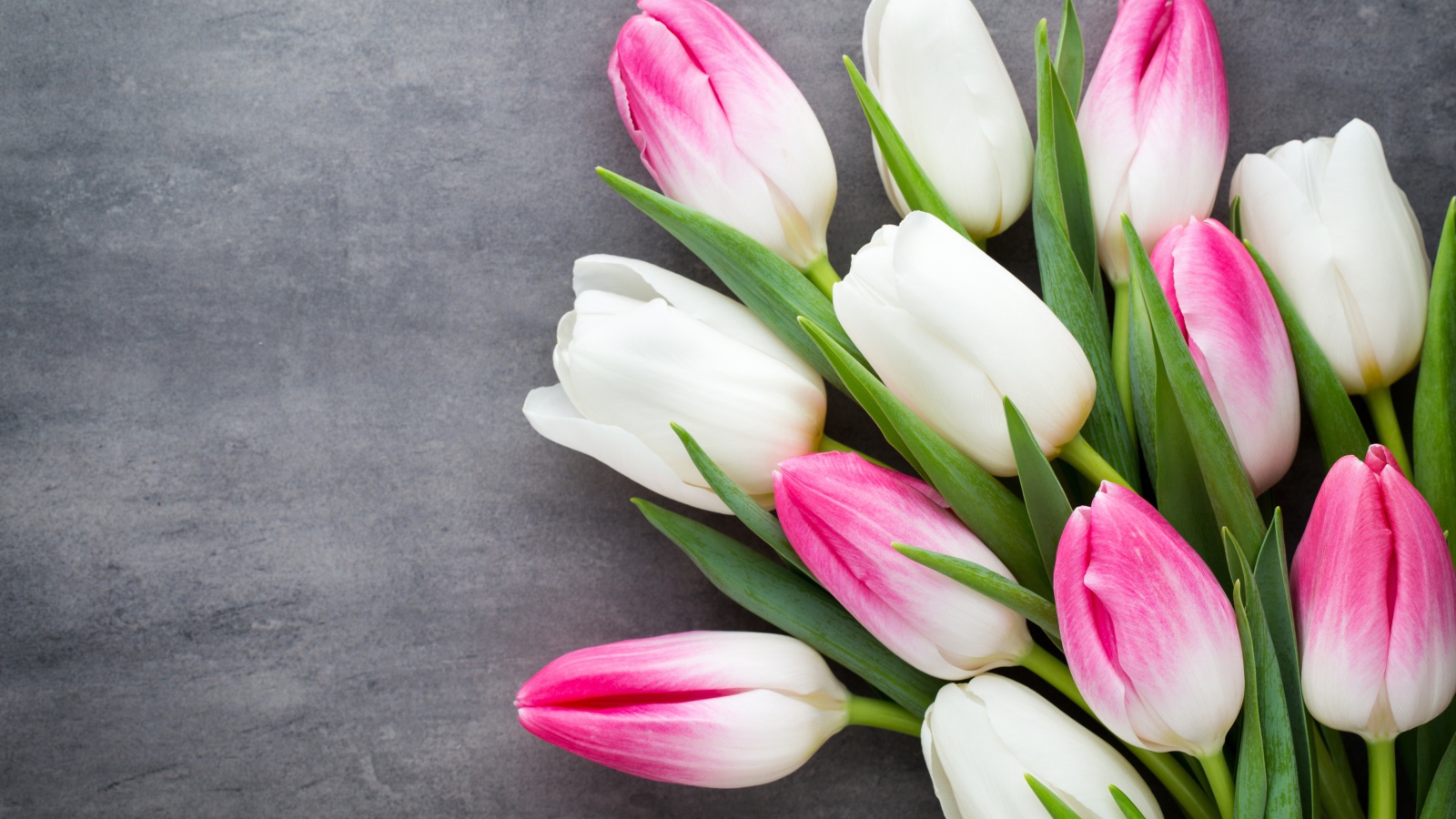 Букет белых и розовых тюльпанов на сером фоне