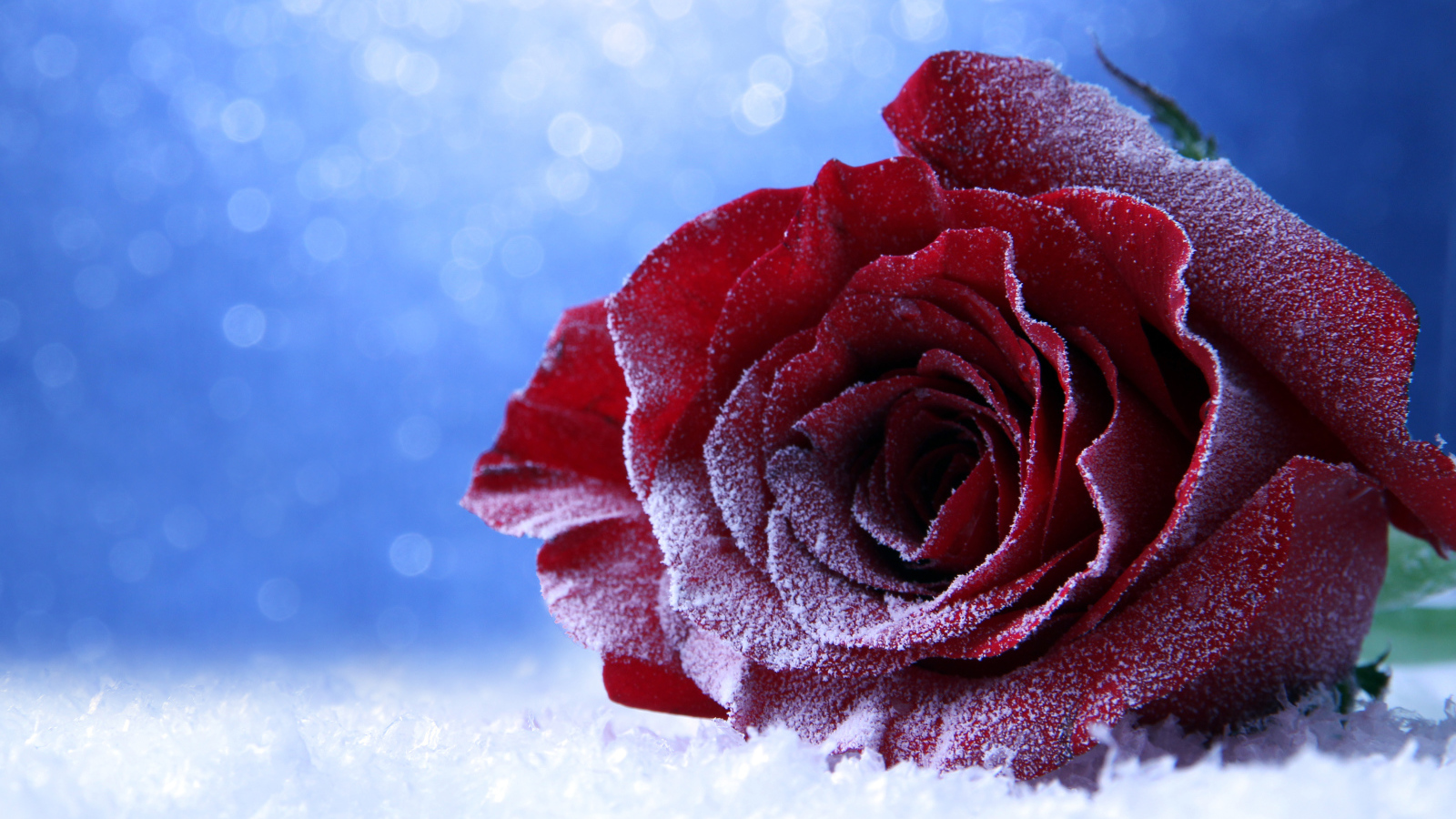 Покрытая инеем роза на снегу на голубом фоне