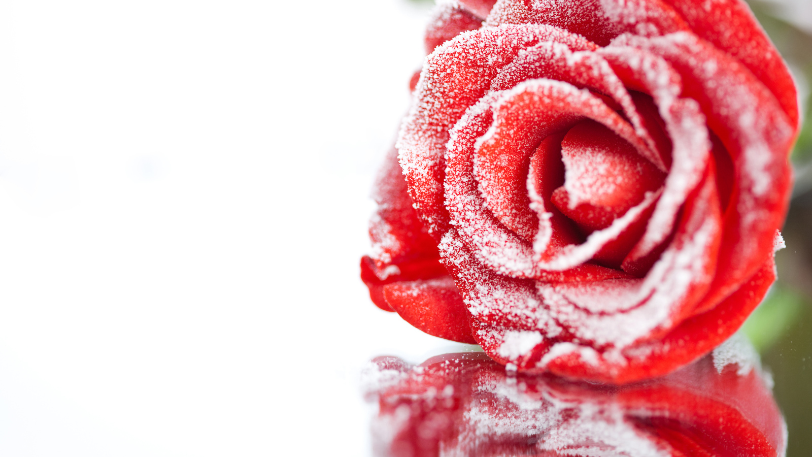 Покрытая инеем красная роза отражается в поверхности 