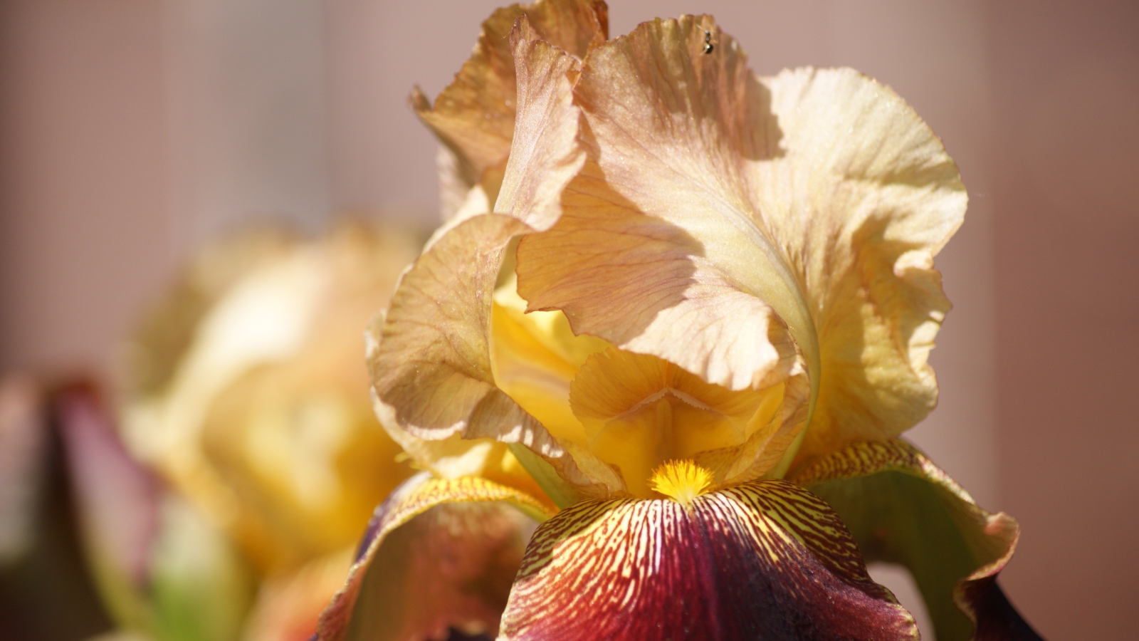 Нежный цветок ириса крупным планом