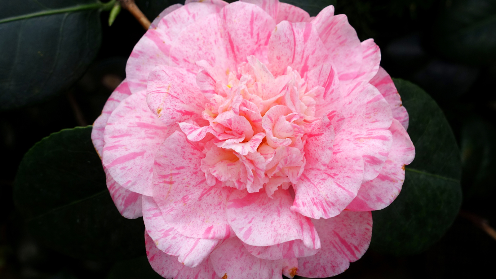 Нежный розовый красивый цветок камелии