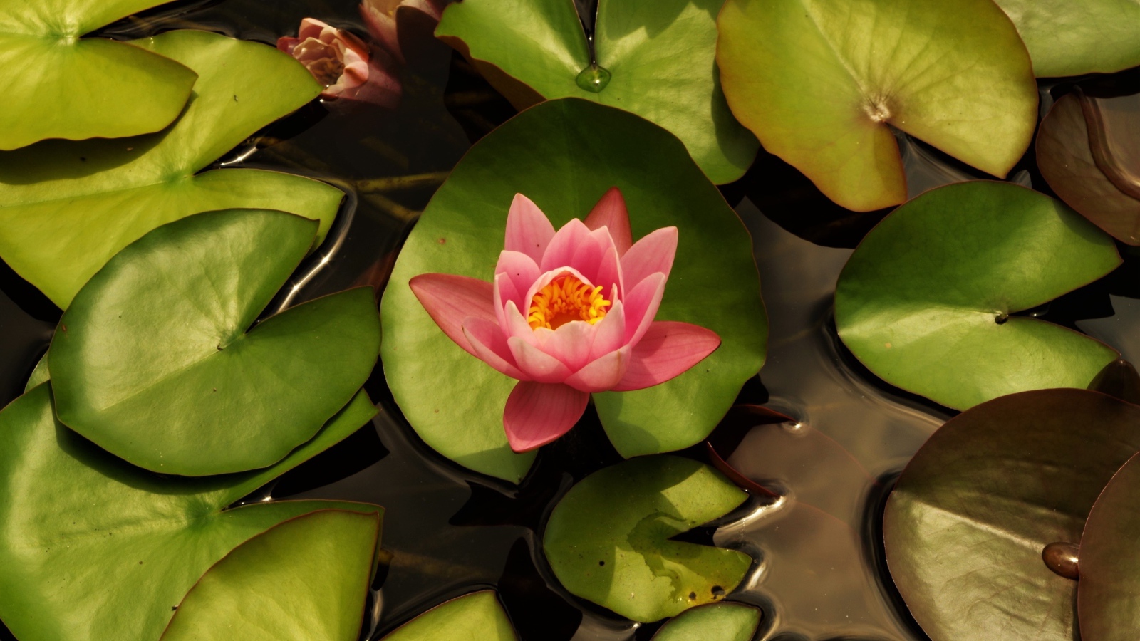 Нежный розовый цветок лотоса с зелеными листьями в воде